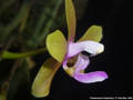 Photo : Phalaenopsis stobartiana