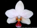 Photo : Phalaenopsis Flores Star