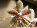 Photo : Phalaenopsis Margaret Lippold