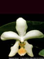 Photo : Phalaenopsis Micholart