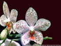 Photo : Phalaenopsis Gretchen