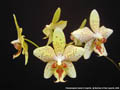 Photo : Phalaenopsis Zuma's Angelita