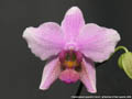 Photo : Phalaenopsis Lippold's Favorit