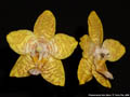 Photo : Phalaenopsis New Wave