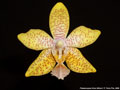 Photo : Phalaenopsis Alice Millard