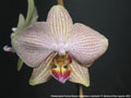 Photo : Phalaenopsis Painted Beauty