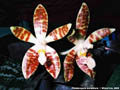 Photo : Phalaenopsis sumatrana