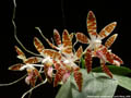Photo : Phalaenopsis sumatrana