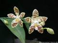 Photo : Phalaenopsis sumatrana