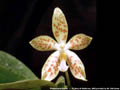 Photo : Phalaenopsis Sumitz