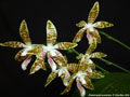 Photo : Phalaenopsis sumatrana