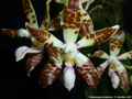 Photo : Phalaenopsis sumatrana