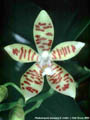 Photo : Phalaenopsis Wössner Mücke