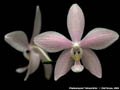 Photo : Phalaenopsis Tetraschiller