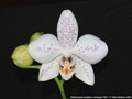 Photo : Phalaenopsis Helga Lukassen