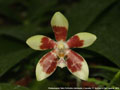 Photo : Phalaenopsis Tetra Perfection