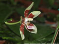 Photo : Phalaenopsis Tetra Perfection