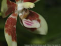 Photo : Phalaenopsis Tetra Perfection