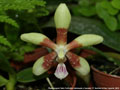 Photo : Phalaenopsis Tetra Perfection