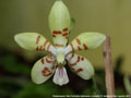 Photo : Phalaenopsis Tetra Perfection