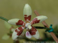 Photo : Phalaenopsis Tetra Perfection
