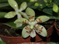 Photo : Phalaenopsis Tetra Perfection
