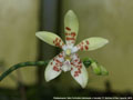 Photo : Phalaenopsis Tetra Perfection