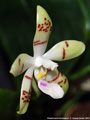 Photo : Phalaenopsis Sumaspice