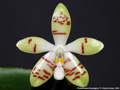 Photo : Phalaenopsis Sumaspice