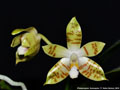 Photo : Phalaenopsis Sumaspice