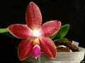 Photo : Phalaenopsis Dragon's Fire