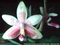 Photo : Phalaenopsis Fribourg