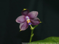 Photo : Rob Shepherd / Sapphire Dragon Orchids