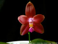 Photo : Phalaenopsis Penang Girl