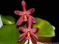 Photo : Phalaenopsis Malacea