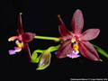 Photo : Phalaenopsis Malacea