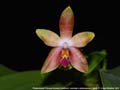 Photo : Phalaenopsis Princess Kaiulani