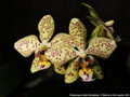 Photo : Phalaenopsis Harto Kolopaking