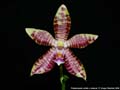 Photo : Phalaenopsis Viricea